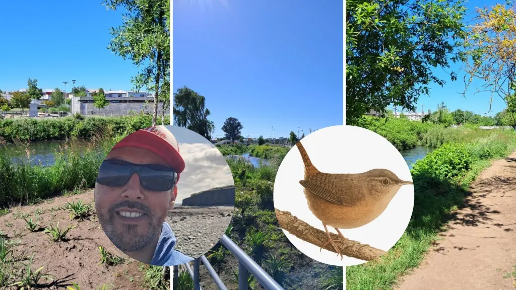 Las aves de la ciudad: angelino lanzó libro digital que retrata la biodiversidad alada de Los Ángeles, Diario La Tribuna