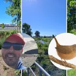 Las aves de la ciudad: angelino lanzó libro digital que retrata la biodiversidad alada de Los Ángeles, Diario La Tribuna