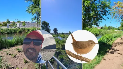 Las aves de la ciudad: angelino lanzó libro digital que retrata la biodiversidad alada de Los Ángeles