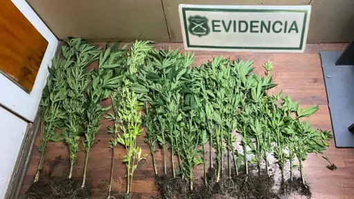 Hombre fue detenido tras hallazgo de plantación de marihuana en Yumbel