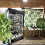 Incautación por parte del O.S.7 de Carabineros, Ministerio Público