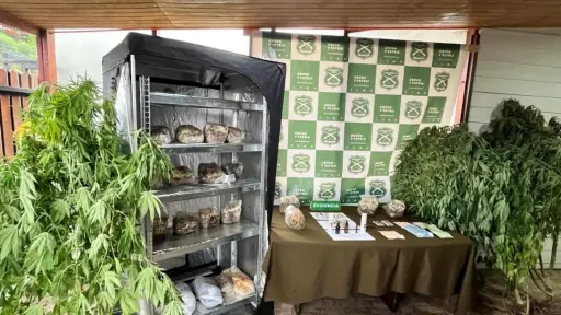 Incautan más de 31 kilos de hongos alucinógenos y cannabis en Panguipulli