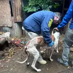 Dos galgos fueron rescatados por la PDI, PDI Araucanía