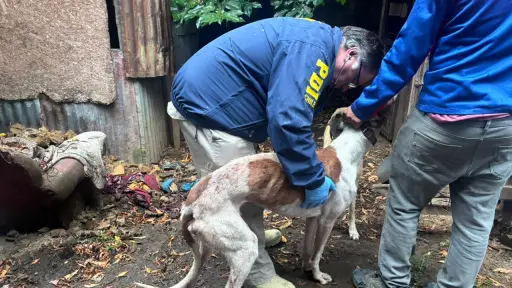 Detienen a hombre por mantener a dos galgos en estado de desnutrición severa en Gorbea