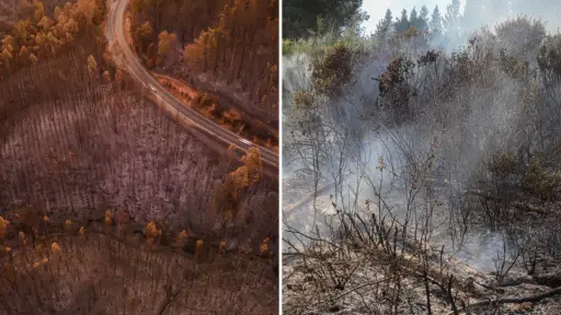 Gremios forestales alertan sobre efectos en el empleo y abastecimiento tras megaincendios forestales