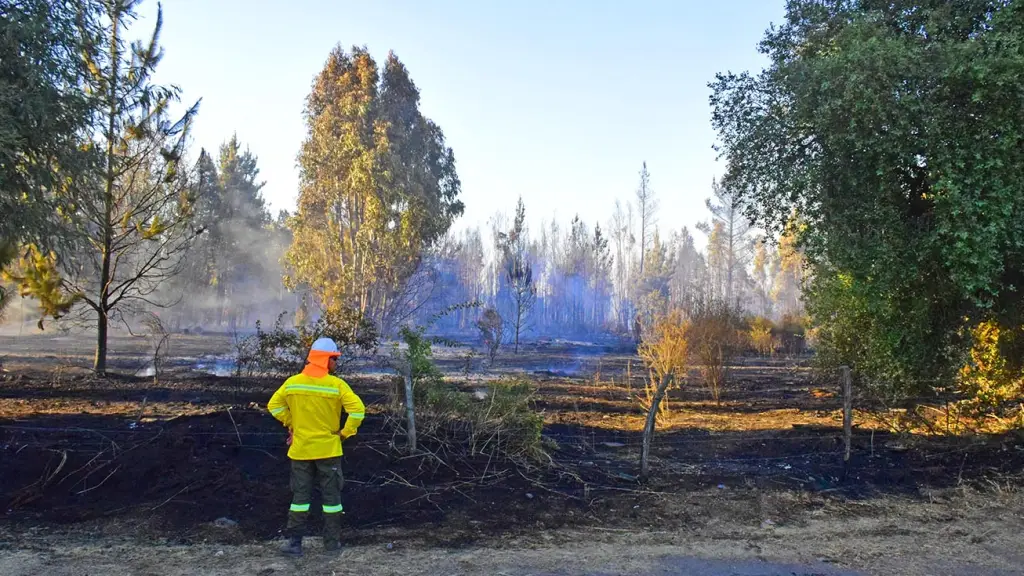 Incendios en Bío Bío (Chacayal 2024), Archivo La Tribuna
