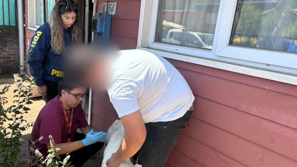 El can logró ser rescatado por personal del Departamento Municipal de Temuco, en conjunto con la PDI, PDI Araucanía
