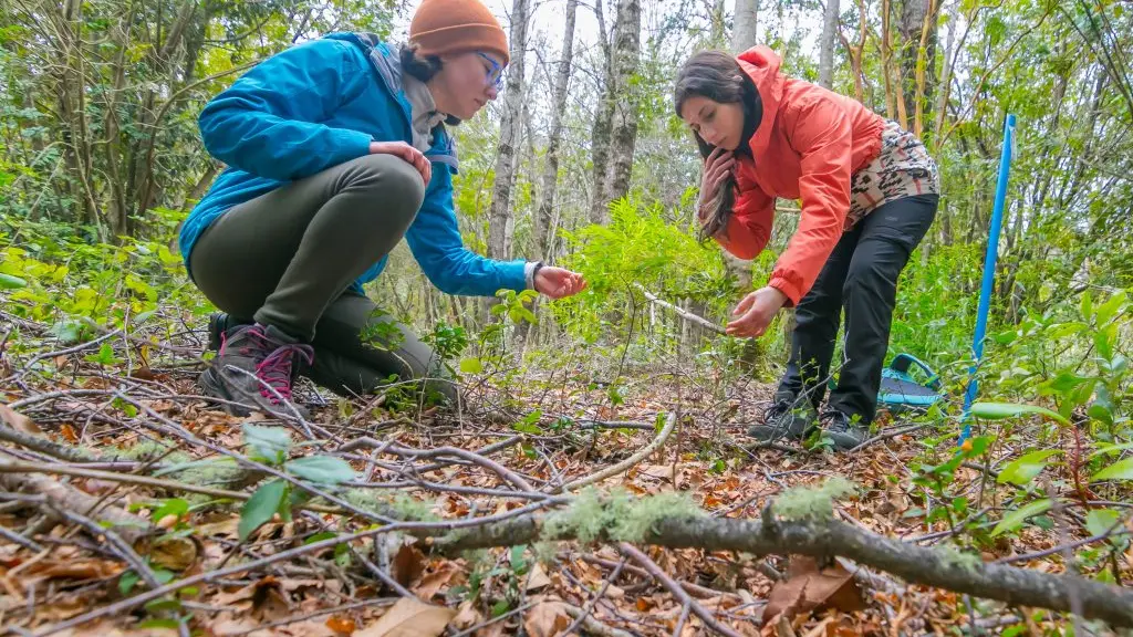 Las labores de restauración ecológica son determinantes para recuperar la biodiversidad y mitigar la vulnerabilidad de los ecosistemas.