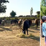 Entrega de forraje en sectores rurales de Laja permitió asistir a equinos que quedaron sin pasto tras el paso del fuego., Cedidas