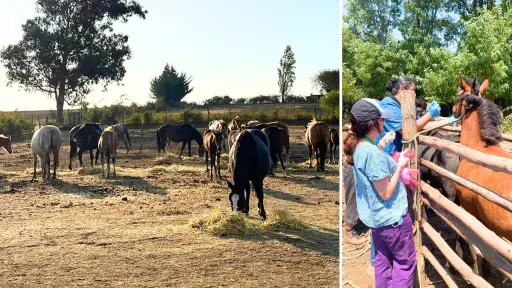 Acción comunitaria permitió alimentar a unos 200 caballos y sumar atención veterinaria en Laja