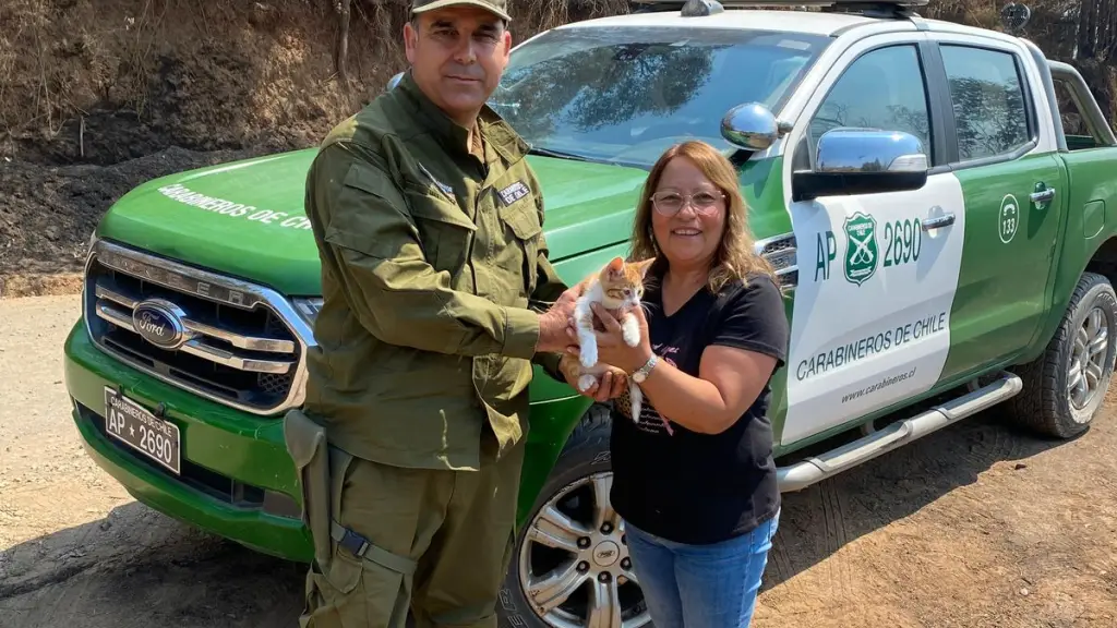 El felino estuvo al cuidado de Carabineros hasta que logró reencontrarse con su familia / Carabineros de Chile
