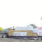 Socabio coordina la distribución del forraje enviado desde Osorno por agricultores, en beneficio de los ganaderos de Laja y Los Ángeles.