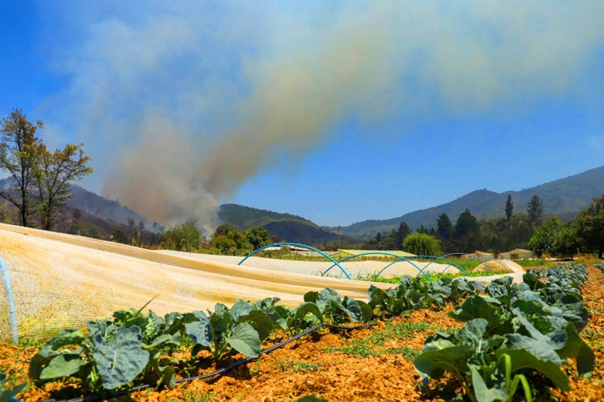 El presidente de Socabio, José Miguel Stegmeier, exige al Estado diferir pagos de impuestos y concentrar subsidios a la reconstrucción y reposición de equipos. / Diario Concepción