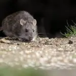 Autoridades y especialistas advierten que el ratón de cola larga, principal transmisor del virus Hanta, podría desplazarse desde las áreas siniestradas hacia zonas rurales y periurbanas., contexto