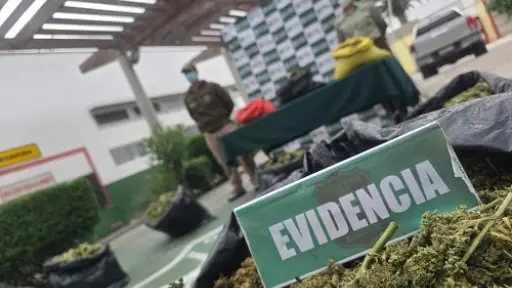 Prisión preventiva para imputado sorprendido con más de dos mil plantas de marihuana en Vicuña