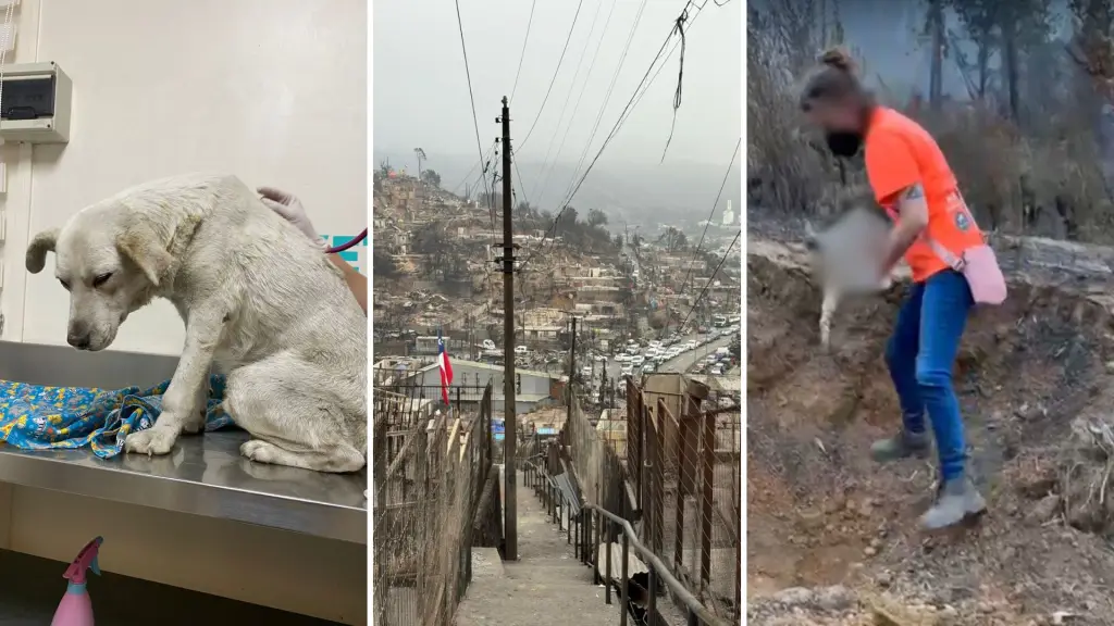 Fundación animalista de Los Ángeles relata su experiencia en zonas devastadas por incendios en Biobío, Diario La Tribuna