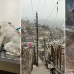 Fundación animalista de Los Ángeles relata su experiencia en zonas devastadas por incendios en Biobío, Diario La Tribuna