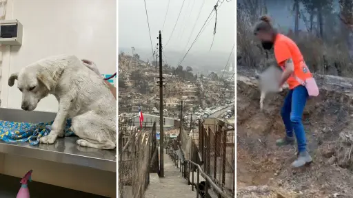 Fundación animalista de Los Ángeles relata su experiencia en zonas devastadas por incendios en Biobío