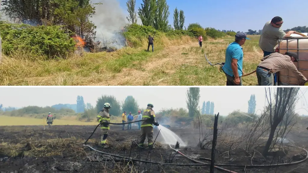 La rápida acción en el sector camino a Quinel permitió contener el avance del fuego durante la tarde del miércoles, evitando afectación a viviendas., Cuerpo de Bomberos de Cabrero