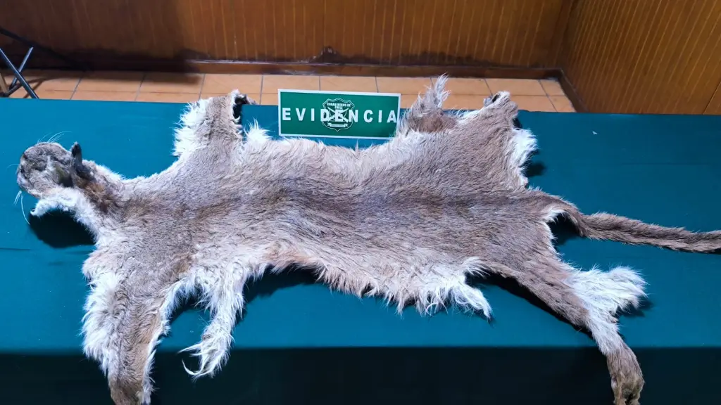 Piel de un puma incautada en el domicilio de un particular en Mulchén, SAG