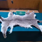 Piel de un puma incautada en el domicilio de un particular en Mulchén, SAG