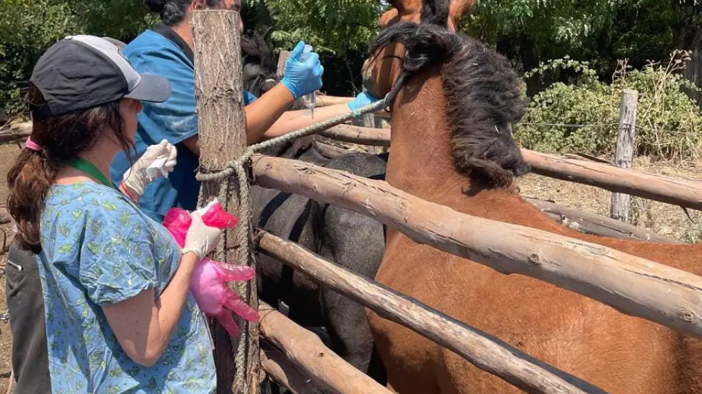 Animales reciben atención veterinaria en Laja, Municipalidad de Laja