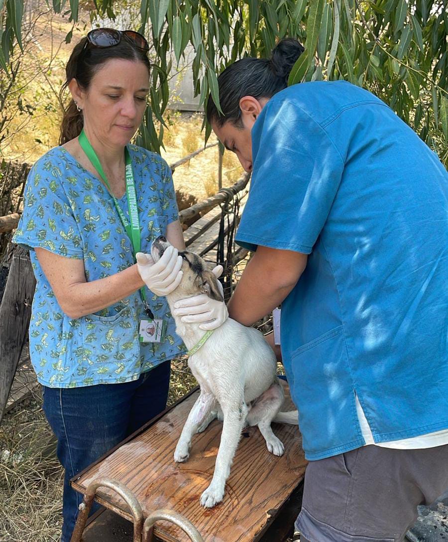 Atenciones en sectores urbanos y rurales / Municipalidad de Laja