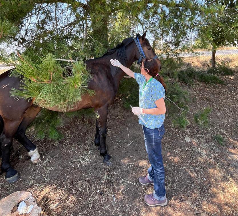 Evaluación veterinaria en Laja / Municipalidad de Laja