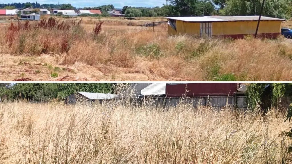 Las fiscalizaciones se enfocaron en terrenos con pastizales secos y material combustible, considerados factores de riesgo en el actual escenario de alerta amarilla (Imágenes de contexto), La Tribuna