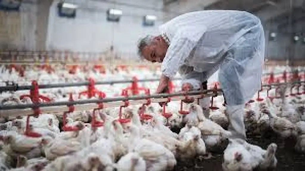 Chilehuevos insta a las autoridades a abordar las trabas del Sistema de Evaluación de Impacto Ambiental para garantizar la seguridad alimentaria y combatir la obesidad.