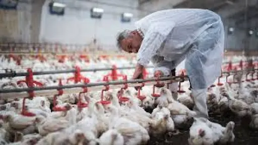 Chilehuevos valora señales de desregulación entregadas por el futuro ministro de Hacienda