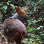 Siete pudúes han sido rescatados en la región en el marco de la emergencia por los megaincendios., La Tribuna