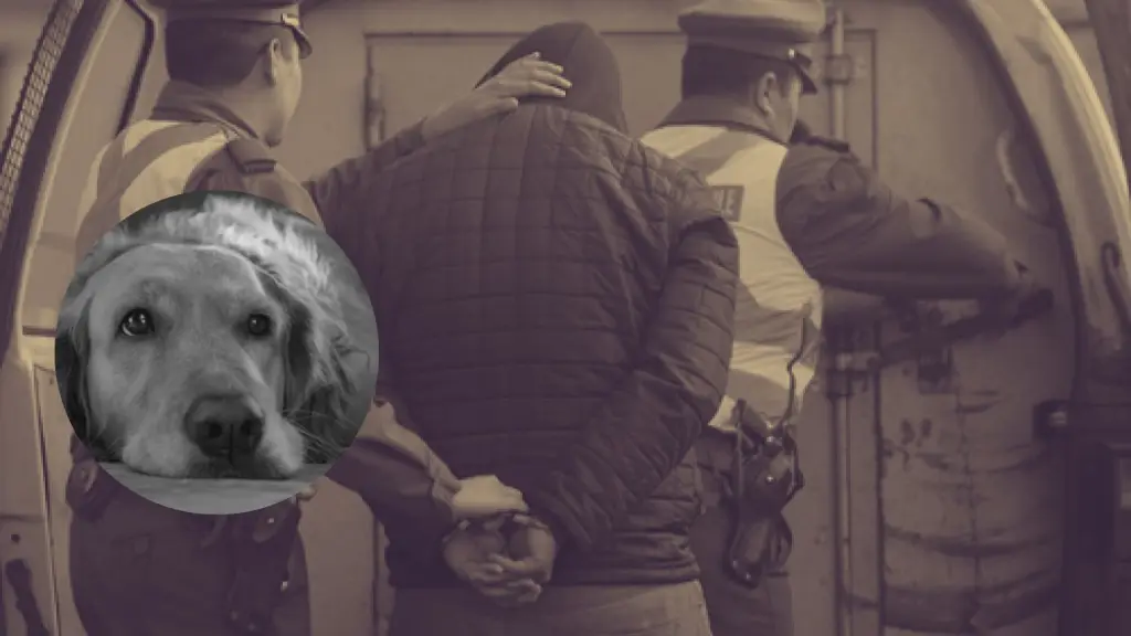 Insólito: sujeto mató a perro de su vecina en Coquimbo tras confundirlo con un conejo, Contexto