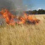 Referencial , Diario La Tribuna
