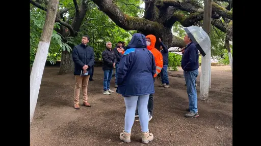 Reunión en Quilleco activa gestiones para resguardar el Castaño de O'Higgins