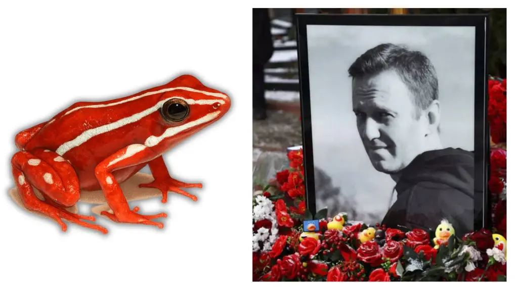 La epibatidina es un alcaloide de alta toxicidad asociado a la especie Epipedobates anthonyi, una pequeña rana venenosa que habita entre el suroeste de Ecuador y el norte de Perú., Reuters