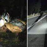 Fiscalía de Los Ríos indaga la dinámica del choque y la eventual responsabilidad de un conductor que se dio a la fuga., Carabineros Región de Los Ríos