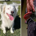 Por qué los perros lamen a sus dueños: expertos explican que no siempre es por hambre, La Tribuna