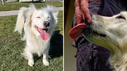 Por qué los perros lamen a sus dueños: expertos explican que no siempre es por hambre