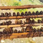 Llluvia y frío han perjudicado la producción de miel esta temporada en santa Bárbara, Orlando Ira Ira