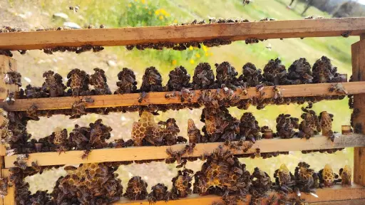 Lluvia y frío: apicultores de Biobío enfrentan baja producción de miel esta temporada