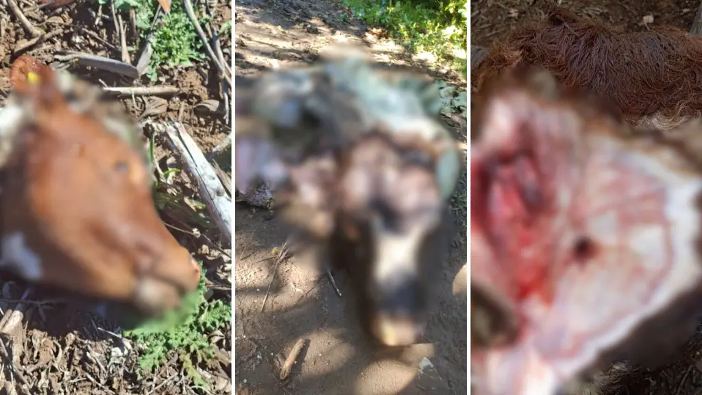 Vecinos denuncian reiterados casos de abigeato en sectores rurales de Santa Bárbara y Quilaco, Diario La Tribuna