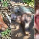 Vecinos denuncian reiterados casos de abigeato en sectores rurales de Santa Bárbara y Quilaco, Diario La Tribuna