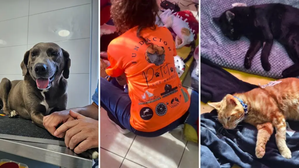 Fundación animalista busca subvención para esterilizar más de 270 mascotas en la comuna, Patitas Los Ángeles