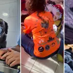 Fundación animalista busca subvención para esterilizar más de 270 mascotas en la comuna, Patitas Los Ángeles