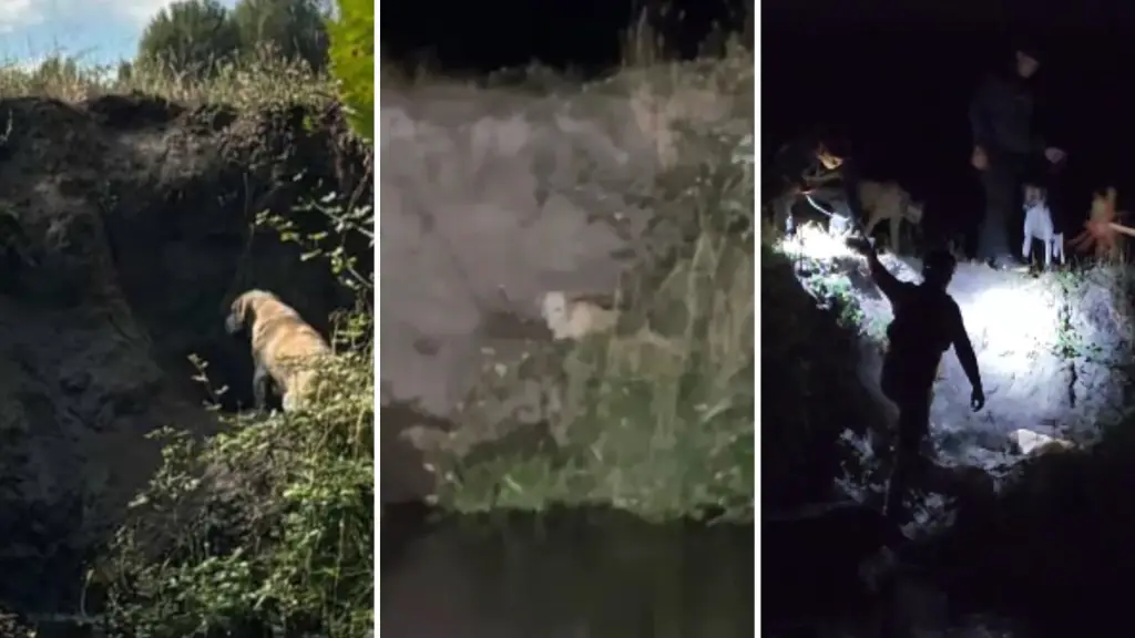 Perrito atrapado por días en río de Los Ángeles fue rescatado por vecinos, Diario La Tribuna