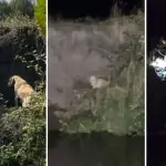 Perrito atrapado por días en río de Los Ángeles fue rescatado por vecinos, Diario La Tribuna