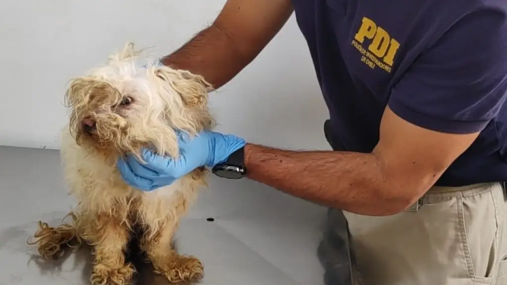 El perro fue rescatado por detectives de la PDI, PDI Araucanía