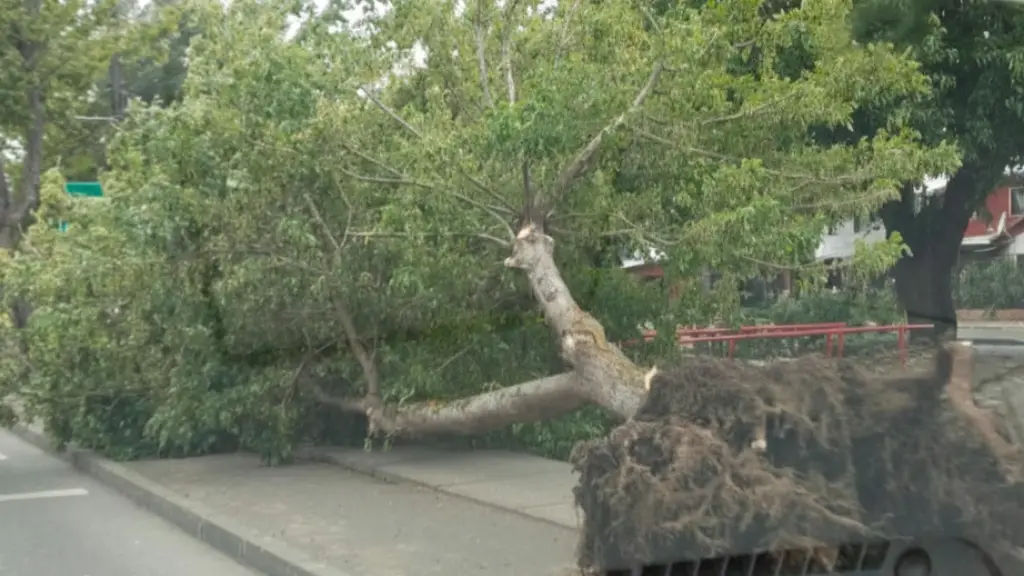 Árbol cae por fuertes ráfagas de viento en Colo Colo con Las Azaleas, Diario La Tribuna