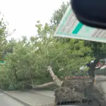 Árbol cae por fuertes ráfagas de viento en Colo Colo con Las Azaleas, Diario La Tribuna